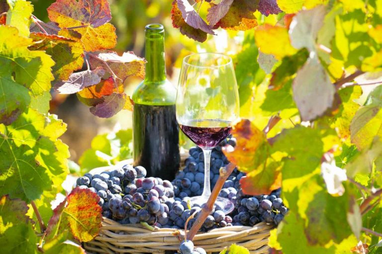 Read more about the article Czym charakteryzują się wina ekologiczne?